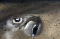 Stingray eye.
Canon 300D, Sea&Sea Housing, YS90
 
