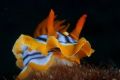 Chromodoris 