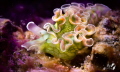 Lettuce sea slug 
Elysia cripata 