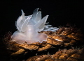 Another photo of Dirona Albolineata, one of my favorite local nudibranch, their cerata creates so much dynamic to work with. 