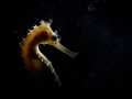 Hippocampus histrix 