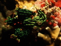 Nudibranches meeting 4Nembrotha kubaryana, also known as the variable neon slug or the dusky nembrotha.Nightdive Housereef Cebu Fun Divers 
