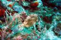 Photo taken August 12, 2006 at East end of Grand Cayman using a Canon PowerShot SD 550 and SeaLife Digital Strobe. 