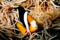 Clarke's Anemonefish, taken at Hideaway island Vanuatu 