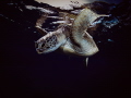 Turtle in the dark 