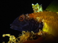 Tripterygion delaisi 