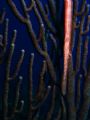 A trumpet fish hanging out at The South Water Cay Marine Reserve, Belize 
