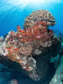 Cauliflower coral 