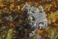Baby Basket Star 
