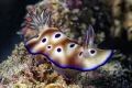 Hypselodoris tryoni 