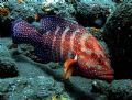 Colourful Grouper off USS Liberty Wreck, Tulamben, Bali 