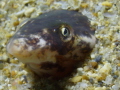 Ophisurus serpens
Serpent eel, snake eel
It`s like a shark face 