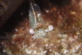 The cleaning shrimp Cuapetes sp. saying "Hi" and smiling into the camera. (f/9, 1/100, ISO-500, 50mm, UCL-165). - Erik 