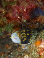 Portret of Echidna nebulosa (snowflake moray) in a cave. (f/8, 1/50, ISO-200, 25mm). - Els 