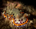 Chromodoris naiki nudibranch_Goa_2023
(Canon100,1/250,f16,iso200) 
