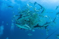 Caribbean Reef Sharks and yellowtail snappers circle in a feeding frenzy around a frozen block of chum. 