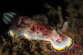 Chromodoris trimarginata.This dorid nudibranchs have their gills gathered in a tuft at the back of their body like a little bouquet of lungs which they use to breathe. Photo taken at wreck dive site_Goa_2023
(Canon100,1/250,f20,iso200) 
