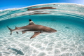 Blacktip in a perfect blue lagoon 