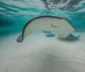 Southern Stingray 