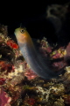 A still goby looking at me with curiosity. The gobies usually stay within their territory in the rock but will go out and explore occasionally as in this photo taken at the Aquarium dive site _Havelock island_India_2023
(Canon 100,1/250,f14,iso125) 