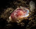 Capturing with macro lens reveals so many tiny reef cratures as this beautiful Chromodoris tricolor nudibranch photographed during wreck diving at Goa_India_2023
(Canon60,1/200,f18,iso200) 