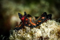 Bedford's flatworm ,named "Persian carpet"..and you can understand why! Photo taken at Aquarium dive site_Thanks to great support of Barefoot diving staff in Havelock Island-Andamans_2023
(Canon100,1/250,f13,iso100) 