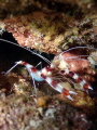 Macro shot of banded coral shrimp taken in Bonaire.  You can see the blue ovaries. 