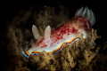 It has to be said there is something rather satisfying about a well framed picture of a nudibranch with the rhinophores in sharp focus! This is Chromodoris trimarginata nudibranch_ photographed in Goa_2023
(Canon100,1/250,f20,iso200) 