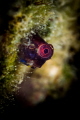 "Good morning! "seems to say this little goby met at the end of my last dive in the Andamans. I take it as a goodbye and look forward to coming back here very soon_Feb 2023
(Canon100,1/250,f11,iso100) 