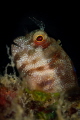 I admit it: I like gobies. These amazing  little fish when they are illuminated they show off bright colors on their little bodies. An assortment of beautiful metallic blue spots, bright red-orange lines, bars, & others.
(Canon100,1/200,f16,i.100) 