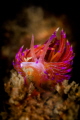 A close up of a bright red Flabellina (with one of the two orange horns which is shorter, surely bitten by some predator), commonly found in the waters surrounding Goa_2023
(Canon100, 1/200,f20,iso200) 