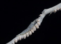 Wire Coral Shrimp 