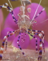 Spotted Cleaner Shrimp 