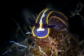Felimare tricolor are quite common in the Mediterranean Sea but difficult to photograph due to their small size. I like the contrast between strong yellow & electric blue that distinguishes this species of nudis_2023
(Canon100,1/200,f16,iso200) 