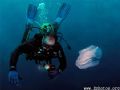 My dive buddy astutely observing water while a comb jelly swims by 