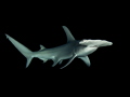 Young female hammerhead shark during a night dive 