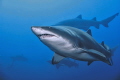 Sand tiger shark on the Caribbsea wreck. 
