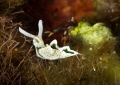An Elysia timida nudibranch close up. In the background a tube-shaped hermit crab, also very small, whose carapace does not exceed 10 mm in length, with a white & red,the eye stalks very long & black eyes_
August 2023.
(Canon100,1/200,f16,i.125)
 