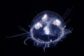 Freshwater jellyfish in Boschmolenplaas 