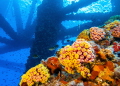 This is an underwater picture of an active oil rig 65 miles off the Texas Gulf Coast. I recently had the pleasure of descending upon this rig and discovering the vibrant ecosystem below living on these artificial reefs. 