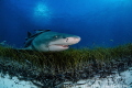Lemon Shark playing the field at Tiger Beach - Bahamas 
