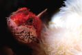 A small Sculpin in Plumose anemones. Port Hardy, Canada. D2x. 60mm 