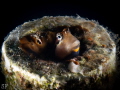 Blenny 
