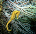 Sea horse in flowers 
Sony a6600 