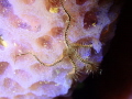Brittle Star on a Azure Sponge - Shot on Olympus TG-6 at Captain Dons House Reef - about 1 inch brittle star 