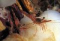 Two Dance Shrimp posing on a dead barrel sponge, taken at Palong, Phi Phi Island 