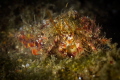 With the poor vis, everything seems brown. You can't imagine that the right lighting allows to discover otherwise invisible details. Like in this close-up of a hermit crab photographed a few mt deep in the sea of Goa_2023
(Canon100, 1/200,f14,i.100) 