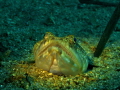 Synodus dermatogenys 