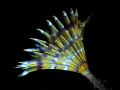 Sabella spallanzanii 