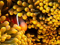 "Clowning Around"
Fiji Anemonefish (aka Clownfish)
Beqa Lagoon, Fiji
Panasonic LX100 